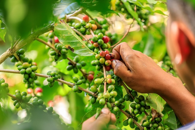 Gros plan agriculteur Mains récolte grain de café mûr Baies rouges plantent des graines fraîches caféier croissance dans une ferme biologique à Chiang Rai Thaïlande