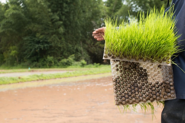 Gros plan d&#39;agriculteur tenant des plants de riz.