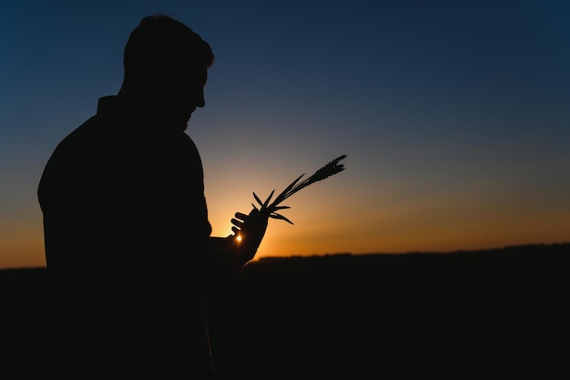 Gros plan de l'agriculteur vérifiant la qualité de la nouvelle récolte dans le champ de blé L'ouvrier agricole tient les épillets dorés dans ses mains évaluant leur stade de maturité Concept de récolte