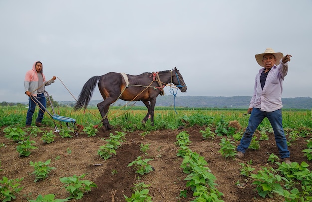 Gros plan sur des agriculteurs masculins hispaniques travaillant dans le domaine au Mexique