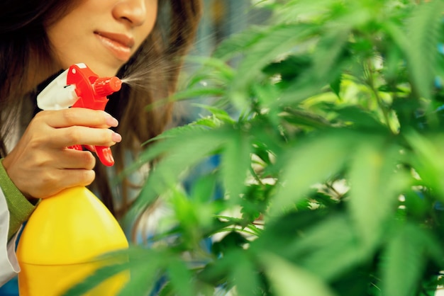 Gros plan sur une agricultrice scientifique utilisant un flacon pulvérisateur sur une plante de cannabis gratifiante