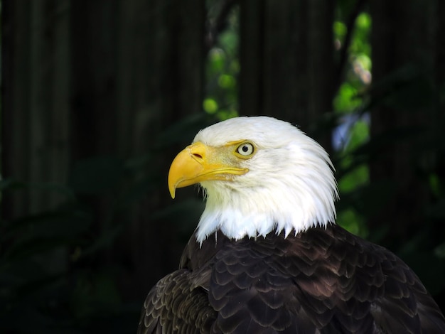 Un gros plan d'aigle chauve contre les arbres.