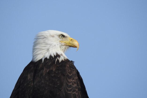 Photo un gros plan de l'aigle contre un ciel bleu clair