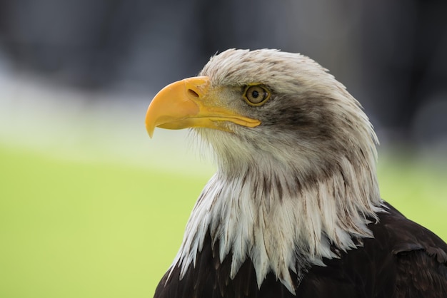 Un gros plan de l'aigle sur un fond flou.