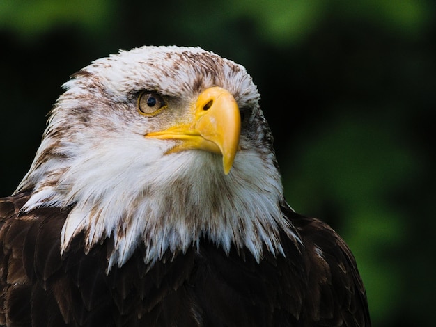 Un gros plan de l'aigle sur un fond flou