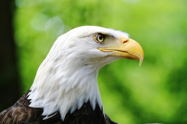 Un gros plan de l'aigle sur un fond flou