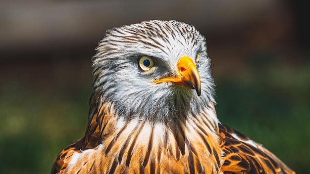 Un gros plan de l'aigle sur un fond flou
