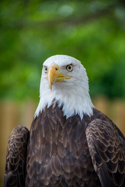 Photo un gros plan de l'aigle sur un fond flou