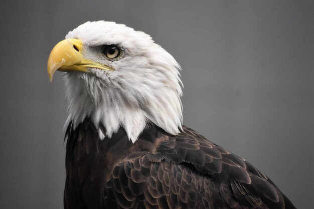 Photo un gros plan de l'aigle sur un fond flou