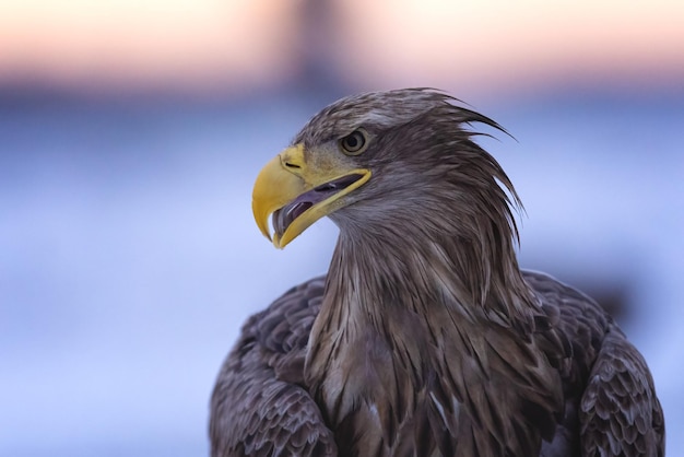 Photo un gros plan d'un aigle avec un fond flou