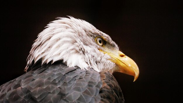 Photo un gros plan de l'aigle sur un fond noir