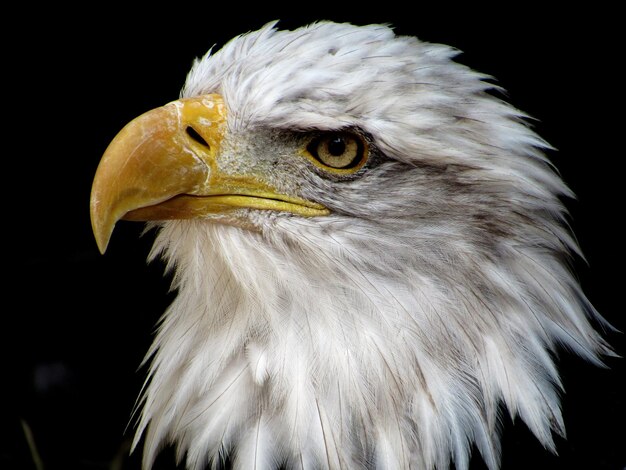 Photo un gros plan de l'aigle sur un fond noir