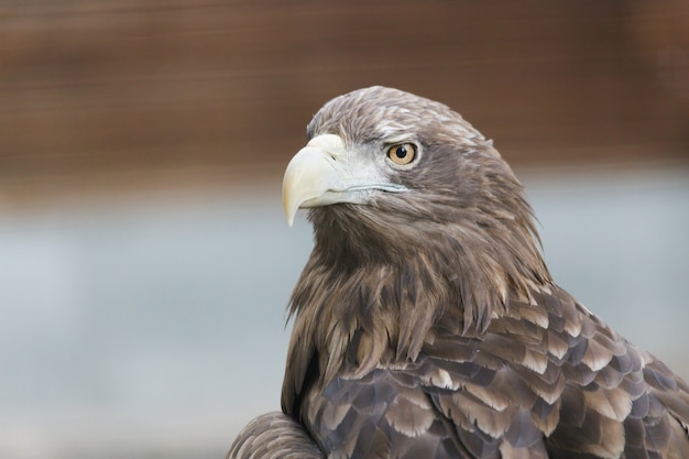 Gros plan d'aigle d'oiseau de proie