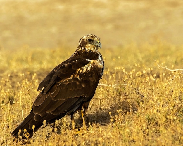 Un gros plan de l'aigle perché sur le champ