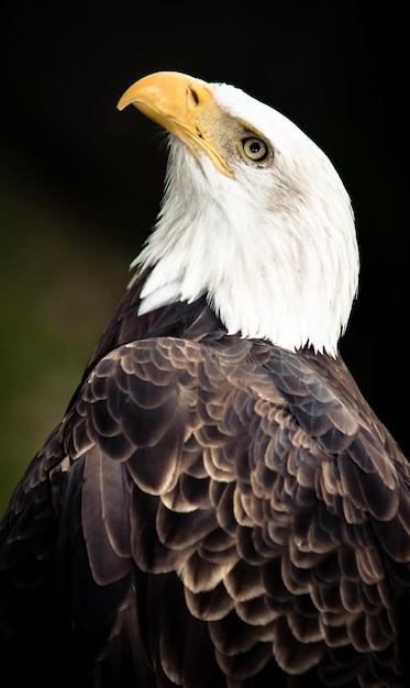 Un gros plan de l'aigle perché à l'extérieur