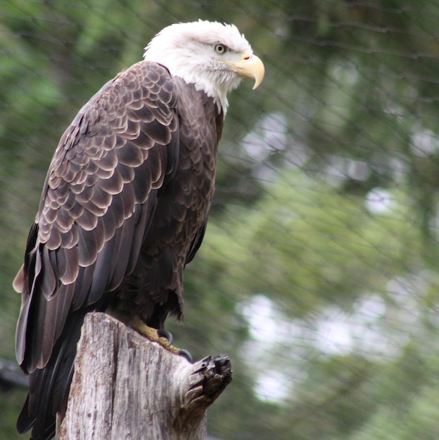 Photo un gros plan de l'aigle perché sur un poteau de bois