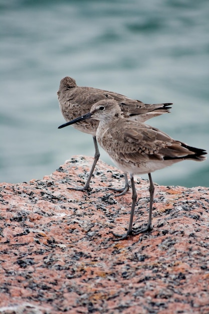 Photo un gros plan de l'aigle perché sur le rivage