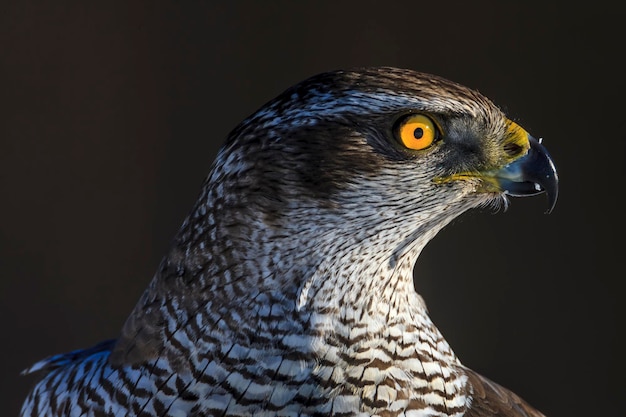 Un gros plan de l'aigle qui détourne son regard