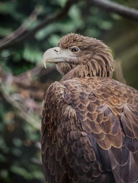 Un gros plan de l'aigle qui détourne son regard