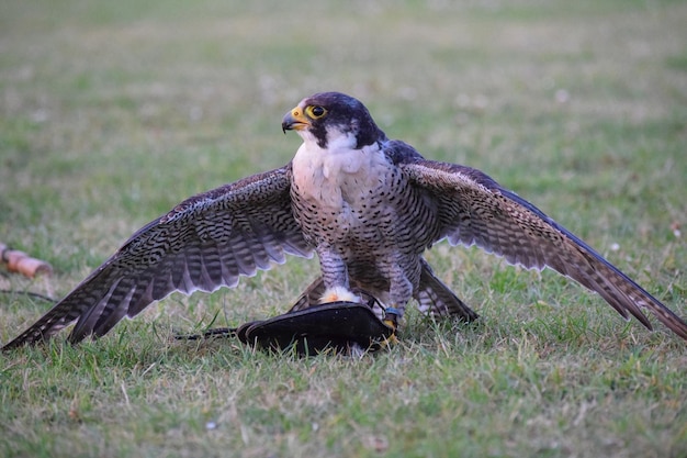 Photo un gros plan de l'aigle sur le terrain