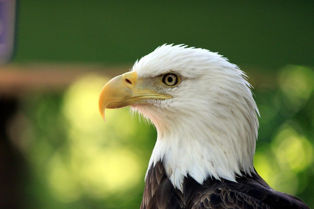 Un gros plan de l'aigle à tête blanche qui détourne son regard