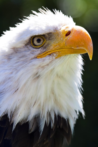 Un gros plan de l'aigle à tête blanche