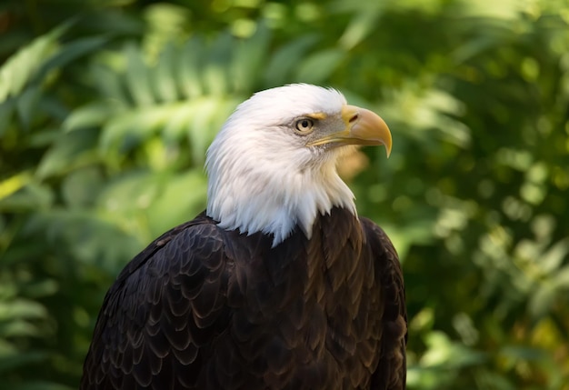 Un gros plan de l'aigle à tête blanche