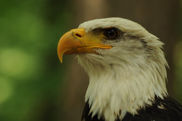 Un gros plan de l'aigle à tête blanche