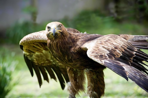 Photo un gros plan de l'aigle en vol