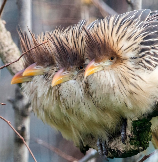 Photo un gros plan de l'aigle