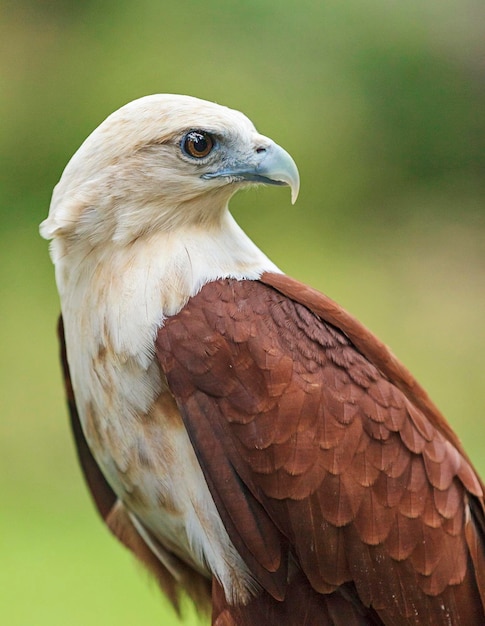 Un gros plan de l'aigle