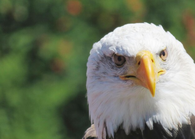 Photo un gros plan de l'aigle