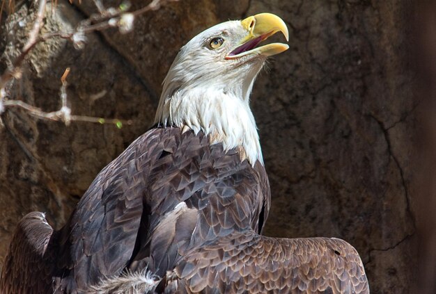 Un gros plan de l'aigle