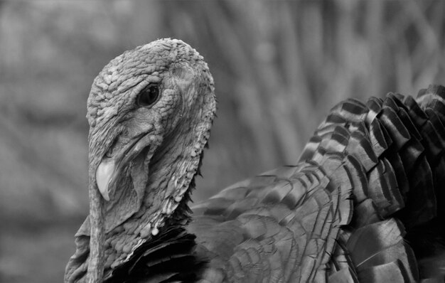 Photo un gros plan de l'aigle