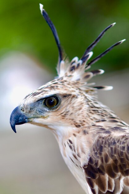 Photo un gros plan de l'aigle