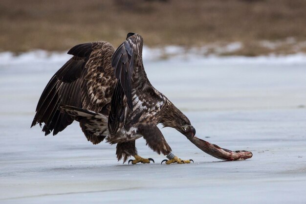 Un gros plan de l'aigle