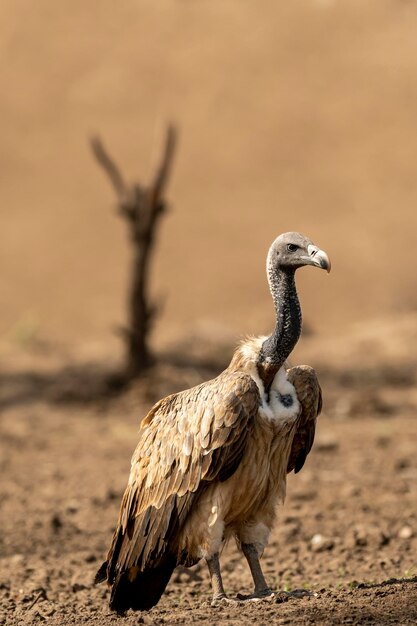 Photo un gros plan de l'aigle