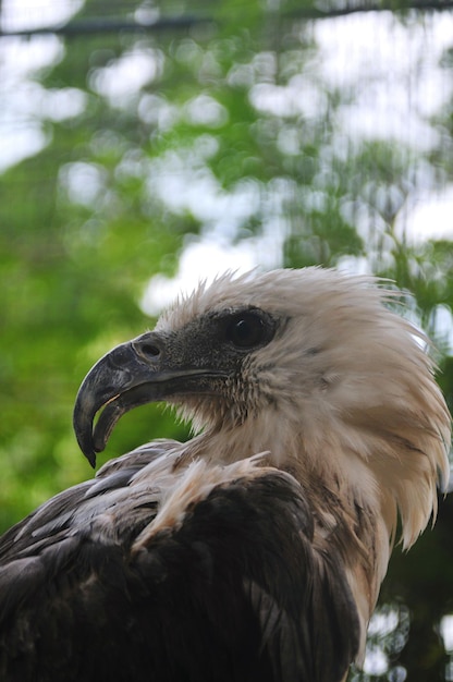 Photo un gros plan de l'aigle