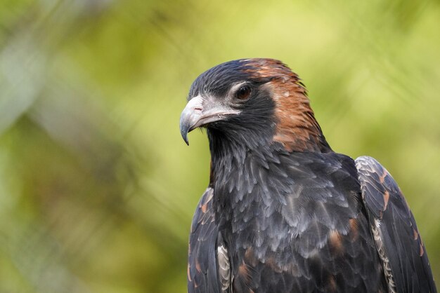 Un gros plan de l'aigle