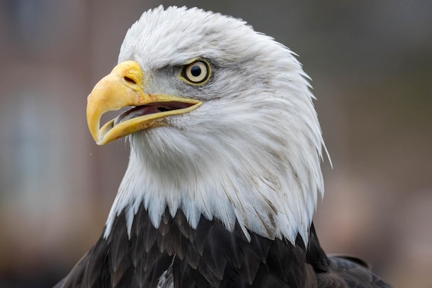 Un gros plan de l'aigle