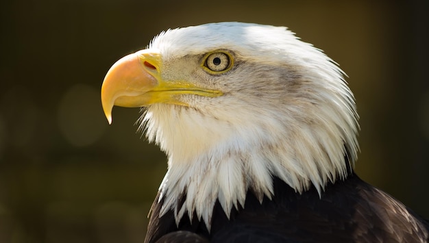 Photo un gros plan de l'aigle