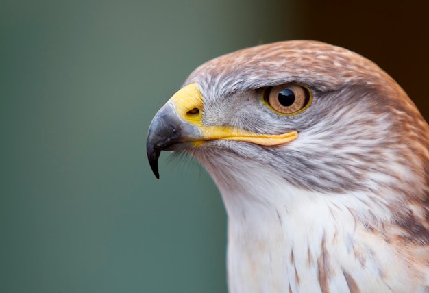 Un gros plan de l'aigle