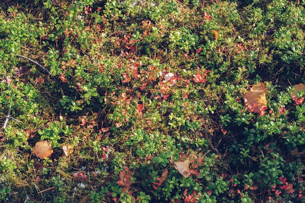 Gros plan sur l'airelle rouge, la mousse de renne, le lichen, les brindilles et les aiguilles de pin, avec un fond de texture moussue. Zone boréale arctique, nature de Carélie. Mise au point sélective, arrière-plan flou photographie stock