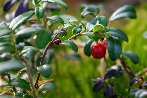 Gros plan de l'airelle rouge mûre en forêt avec arrière-plan flou