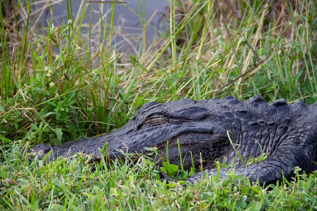 Gros Plan D'un Alligator Américain Se Cachant Dans L'herbe Et Dormant, Floride, états-unis