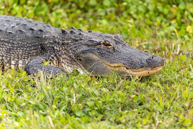 Gros plan d'un alligator sur l'herbe