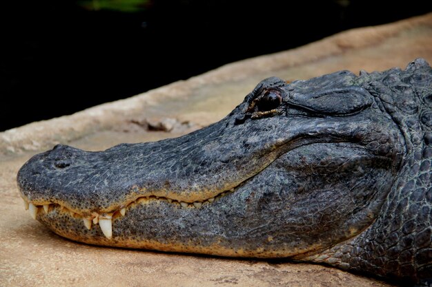 Photo un gros plan d'un alligator