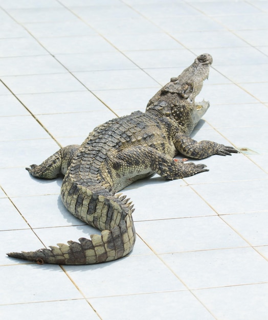 Gros plan d'un alligator