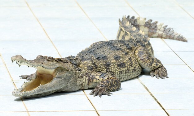 Gros plan d'un alligator