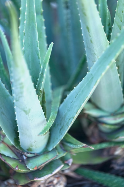 Gros plan sur un Aloe Vera